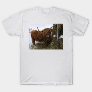 Scottish Highland Cattle Cow 2270 T-Shirt